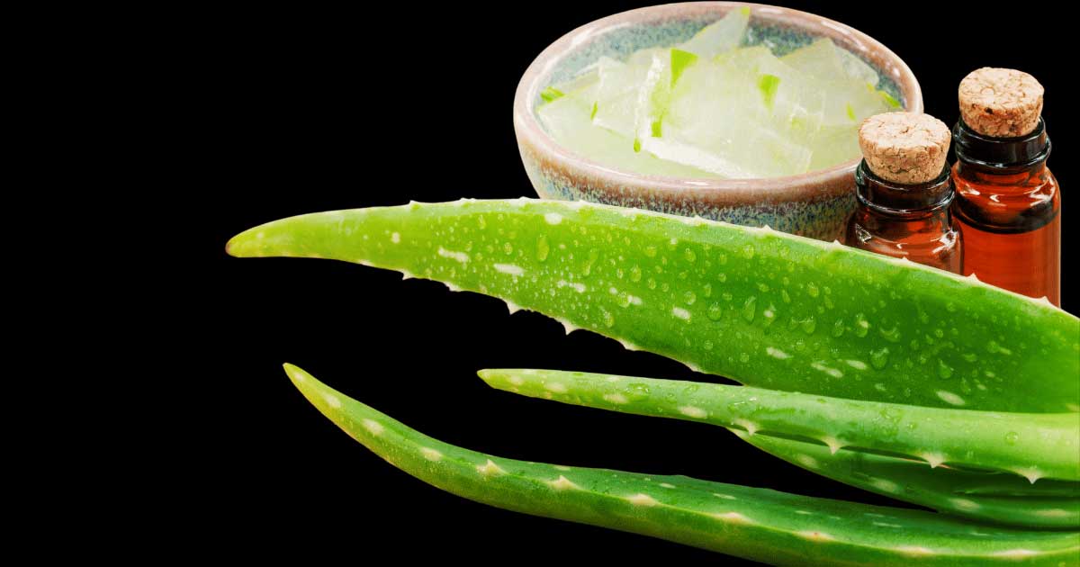 Babosa: O Poder Natural da Aloe Vera